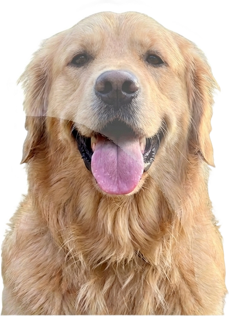The same portrait turned into a finished sticker with a white border